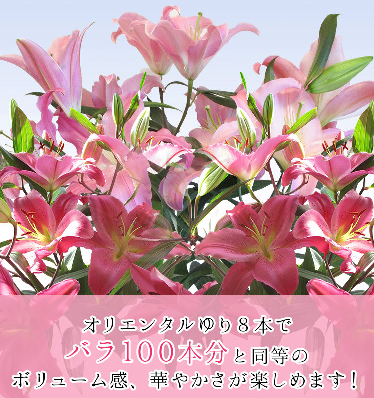 ゆり農園 高知 | ゆり王国高知県から専業農家直送の、高品質のゆりをお届けします。目的別でお花を選んでいただけます。